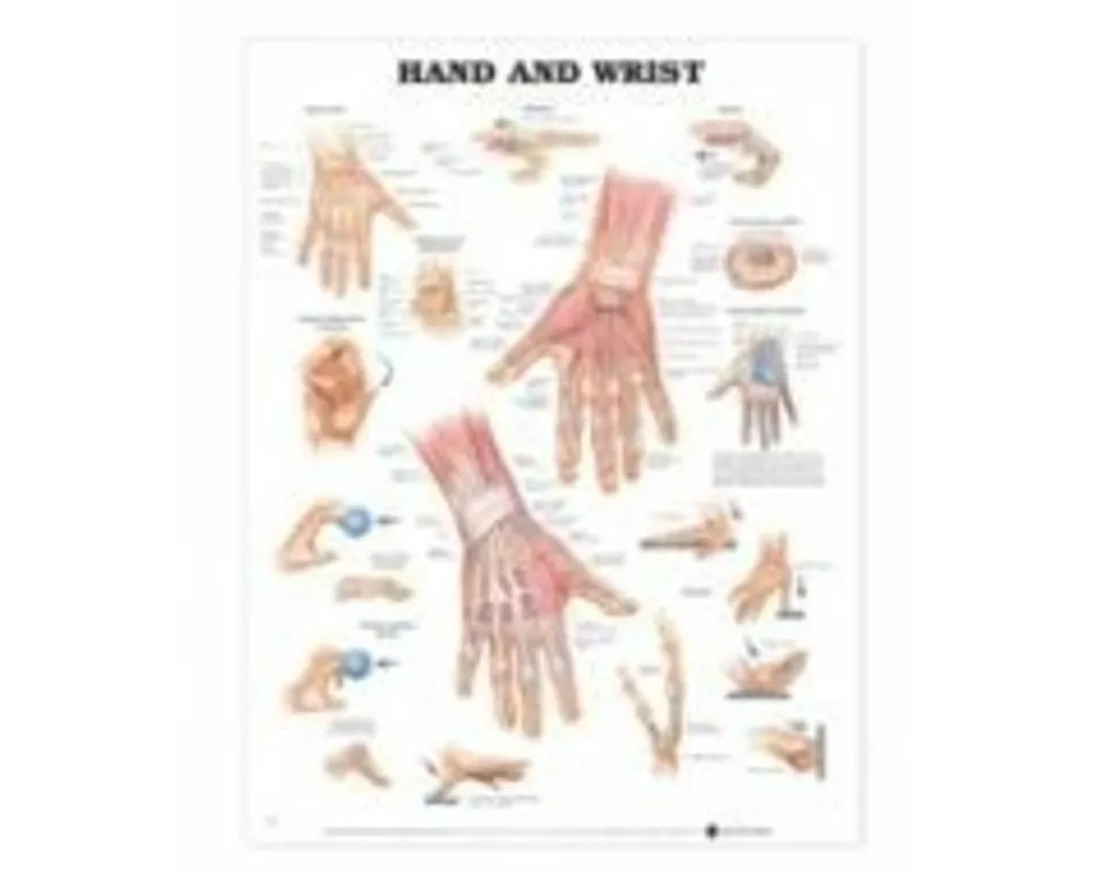 Hand and Wrist Anatomical Chart