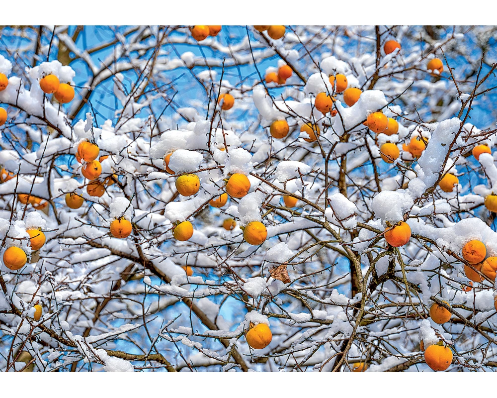 ART BULA Weihnachtskarte 12x17.5cm 12BU3484 Kakis mit Schnee