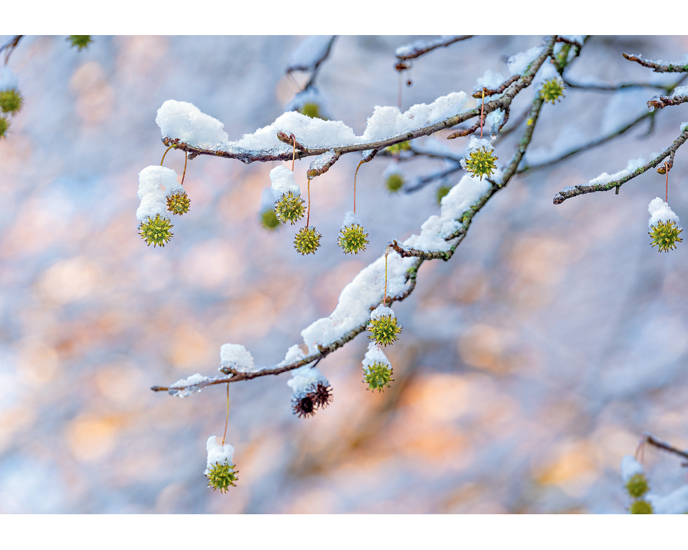 ART BULA Weihnachtskarte 12x17.5cm 12BU3538 Seesternbaum mit Schnee