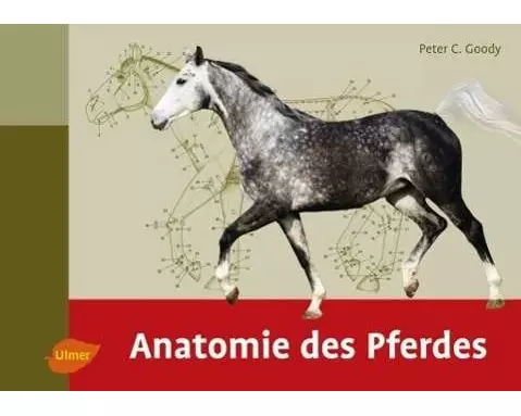 Anatomie des Pferdes