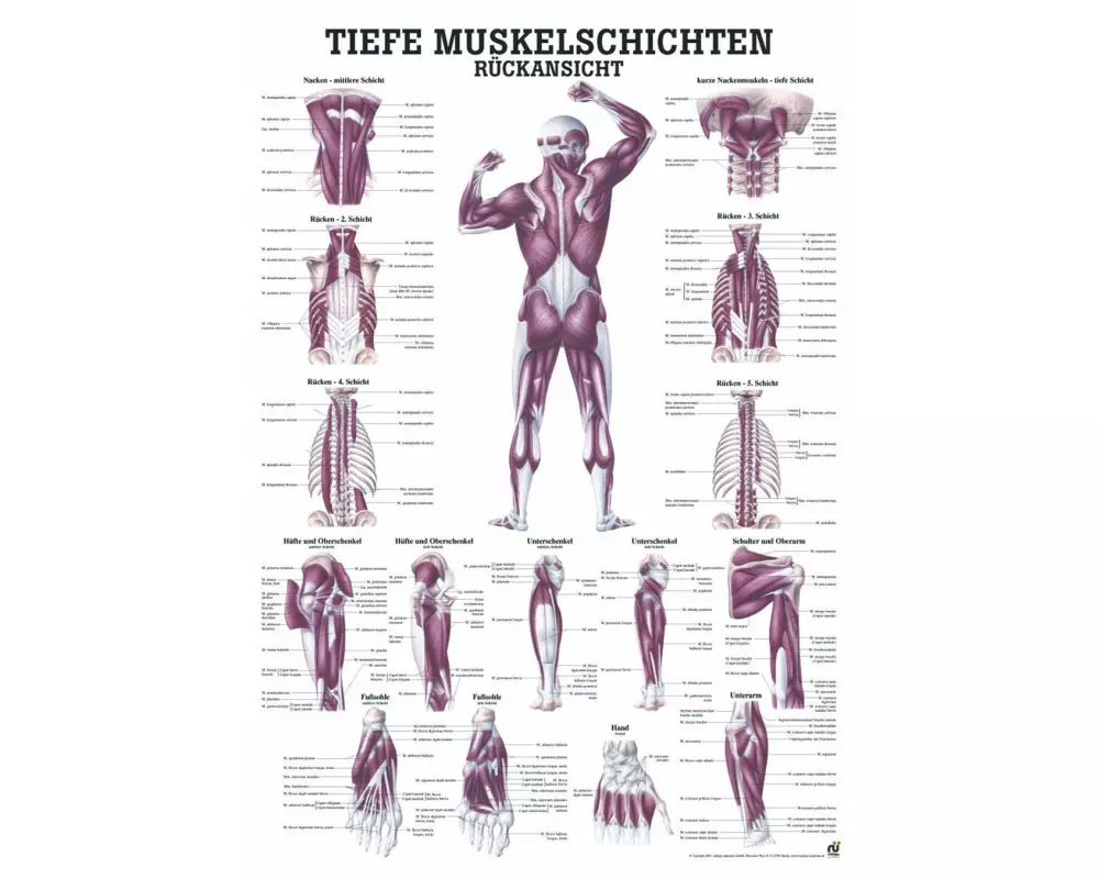 Rüdiger Anatomische Lehrtafel Tiefe Muskeln Rückansicht