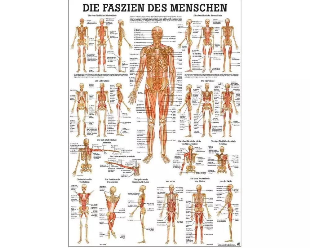 Rüdiger Anatomische Lehrtafel Faszien des Menschen Papier