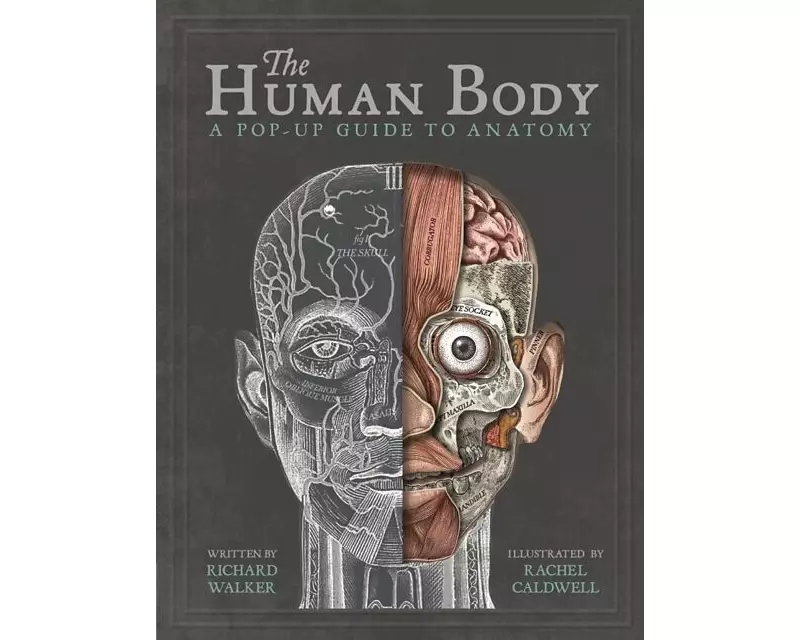 The Human Body