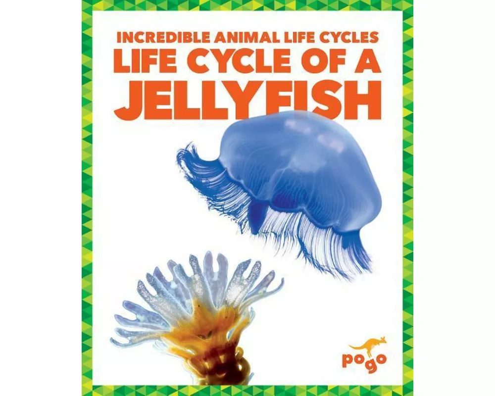 Life Cycle of a Jellyfish
