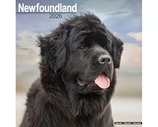 Newfoundland Calendar 2026 Square Dog Breed Wall Calendar - 16 Month