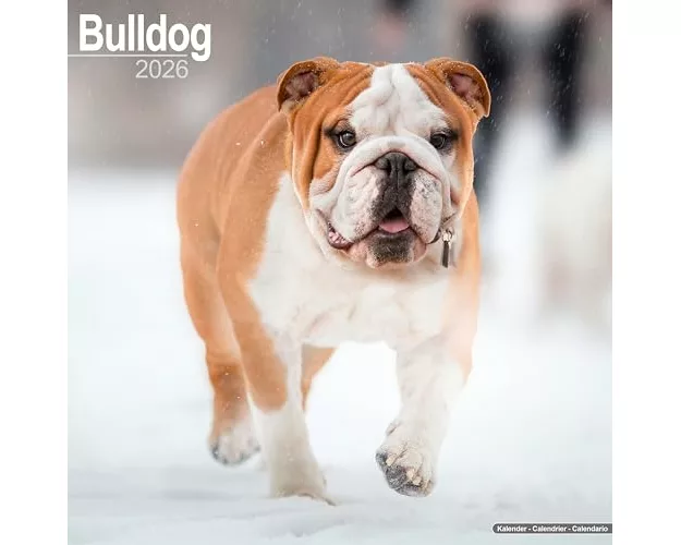 Bulldog Calendar 2026 Square Dog Breed Wall Calendar - 16 Month