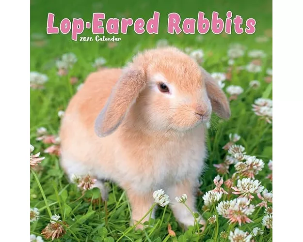 Rabbits - Lop Eared Calendar 2026 Square Animal Wall Calendar - 16 Month