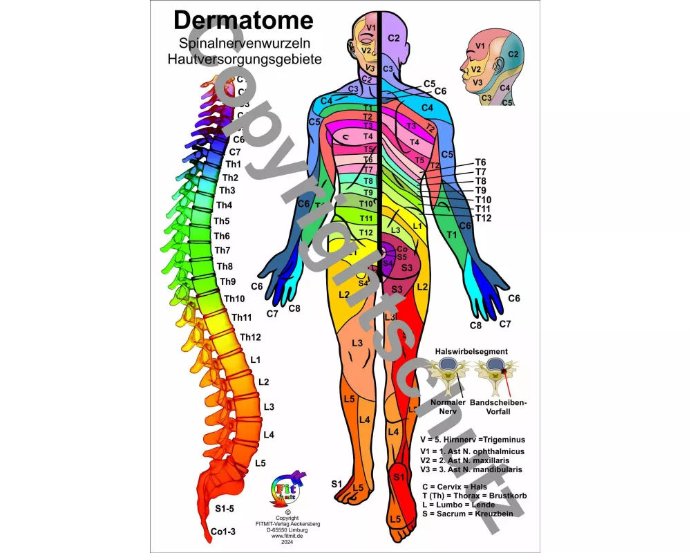 Dermatome - Spinalnervenwurzeln Hautversorgungsgebiete