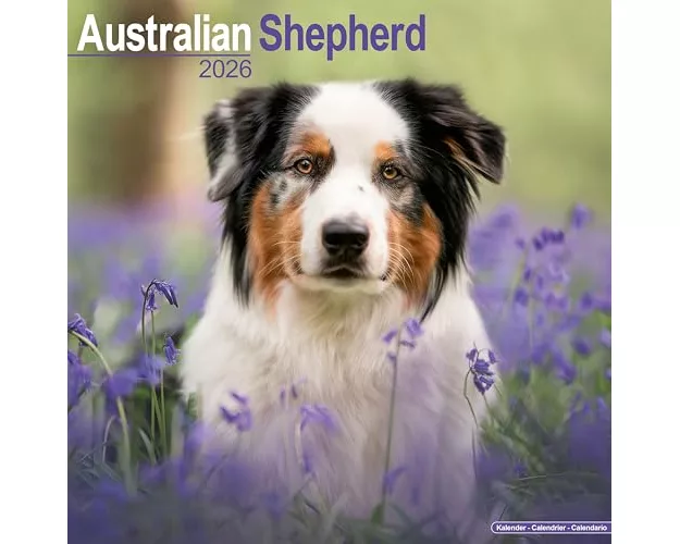 Australian Shepherd Calendar 2026 Square Dog Breed Wall Calendar - 16 Month