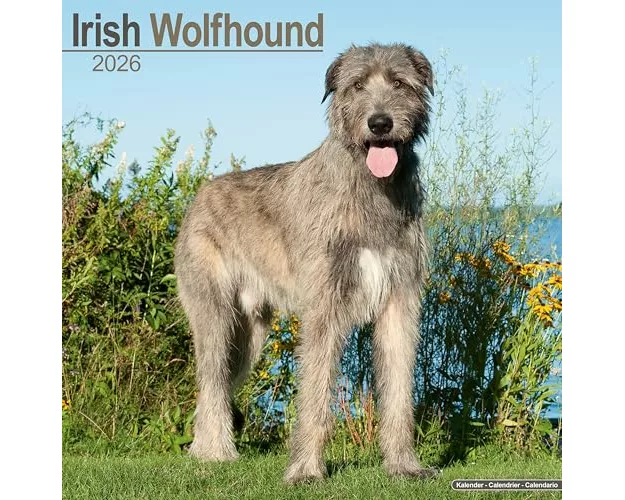 Irish Wolfhound Calendar 2026 Square Dog Breed Wall Calendar - 16 Month