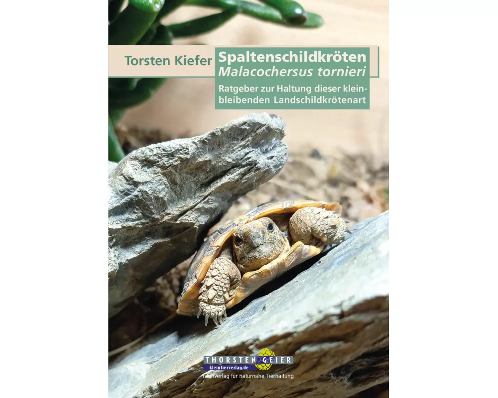 Spaltenschildkröten Malacochersus tornieri