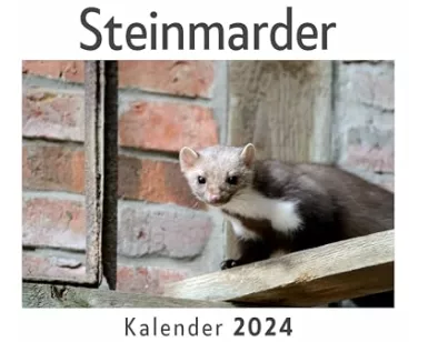 Steinmarder (Wandkalender 2024, Kalender DIN A4 quer, Monatskalender im Querformat mit Kalendarium, Das perfekte Geschenk)