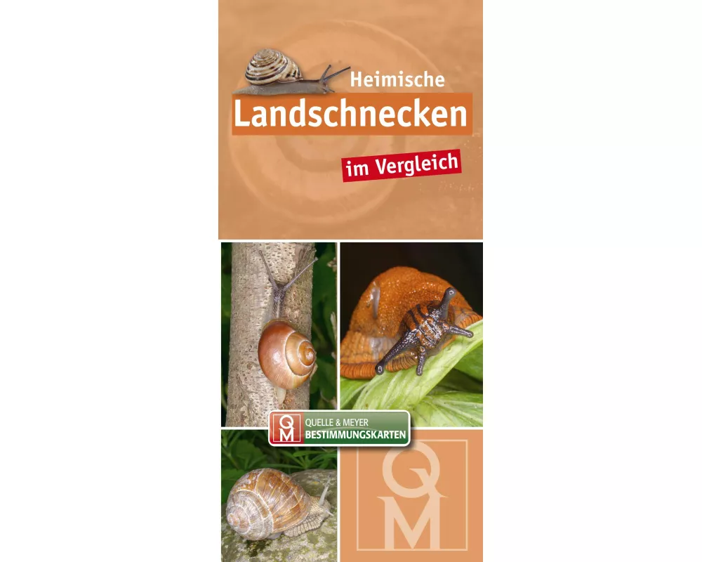 Heimische Landschnecken im Vergleich