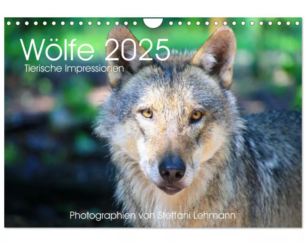 Wölfe 2025. Tierische Impressionen (Wandkalender 2025 DIN A4 quer), CALVENDO Monatskalender