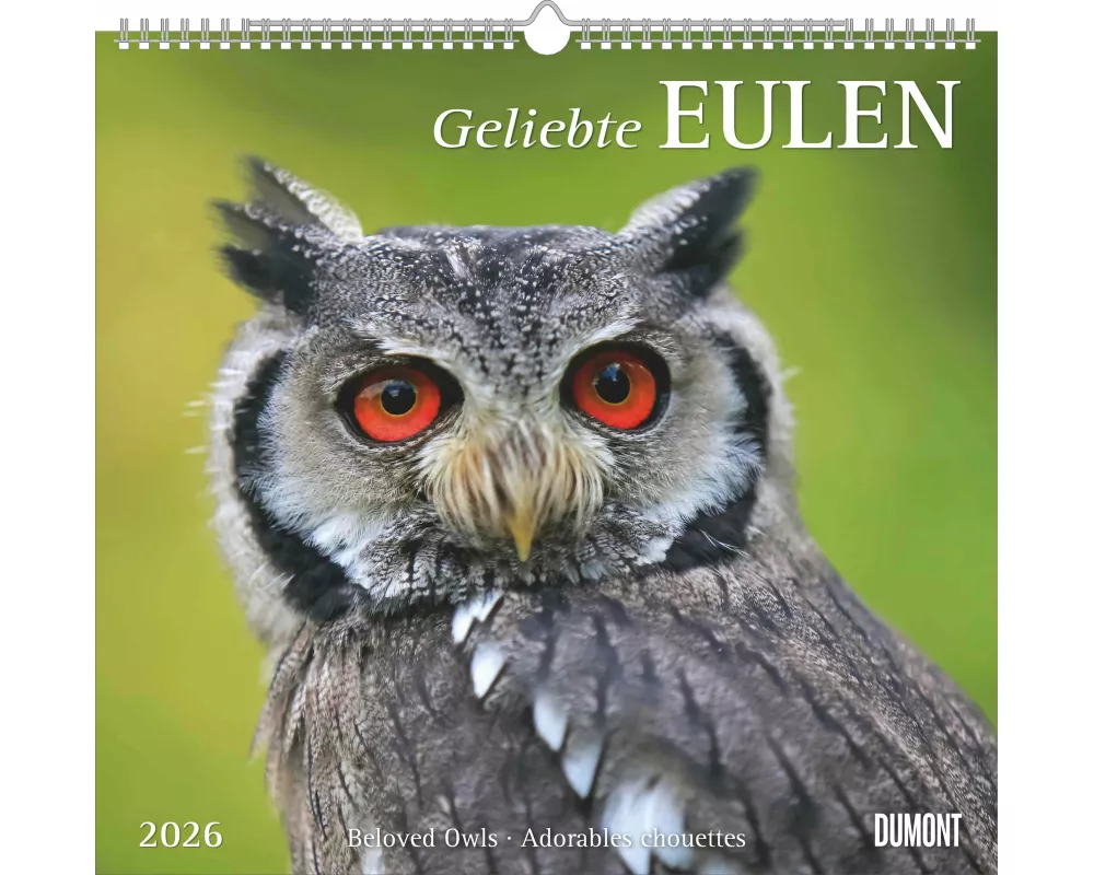 DUMONT - Geliebte Eulen 2026 – Wandkalender 38 x 36 cm, Tierkalender mit 12 Eulenmotiven, für Natur- und Tierliebhaber