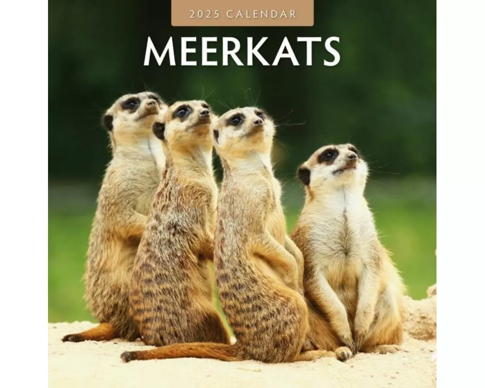 Meerkats 2025 Square Wall Calendar