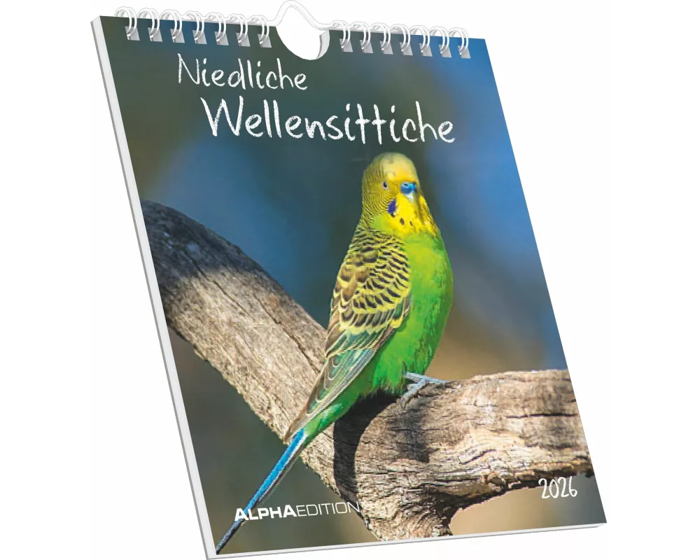 Alpha Edition - Niedliche Wellensittiche Kalender 2026 – Postkartenkalender 16×17 cm mit 12 Vogelmotiven zum Aufstellen oder Aufhängen, Tischkalender,