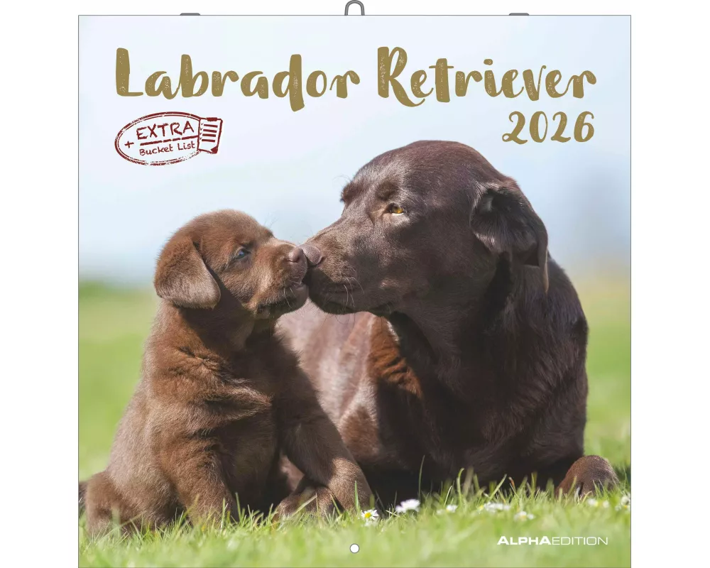 Alpha Edition - Labrador Retriever Kalender 2026 – Wandkalender 30x30 cm – Für Hundeliebhaber – 12 beeindruckende Labrador-Fotografien, viel Platz für