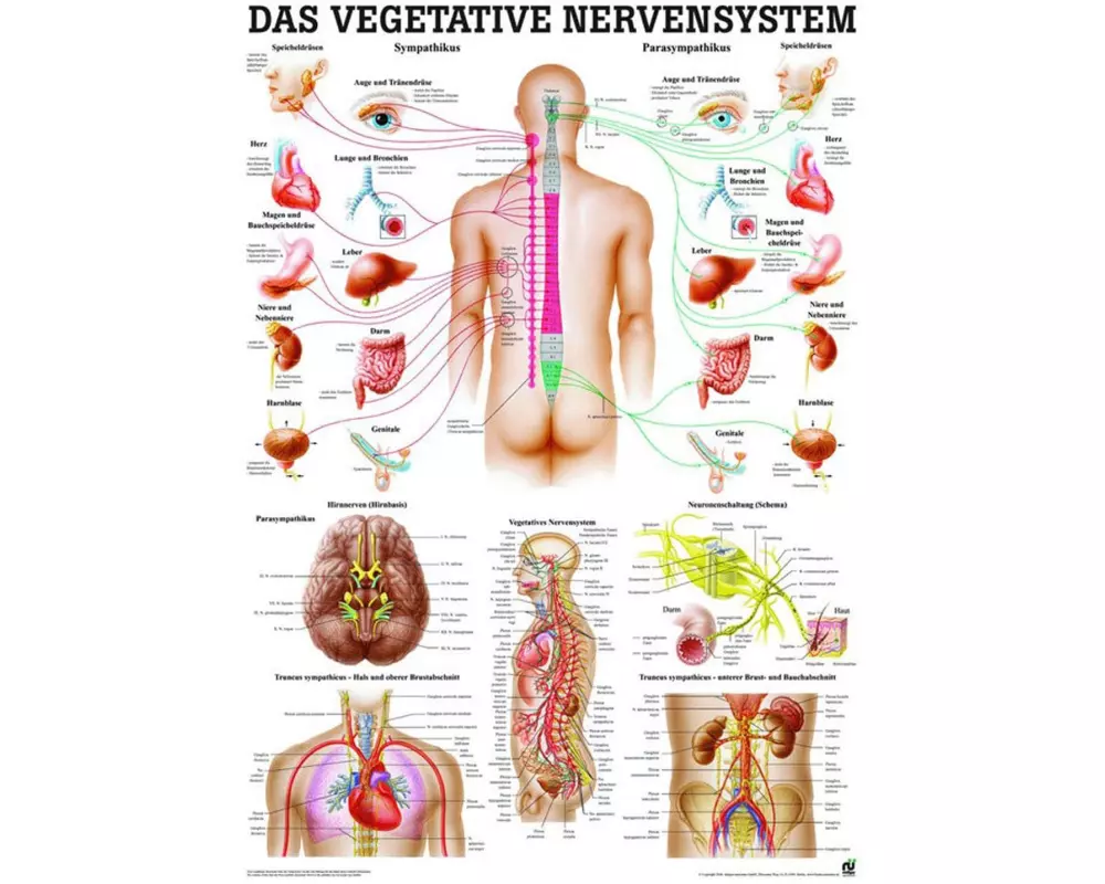 Rüdiger Mini-Poster Vegetatives Nervensystem Deutsch