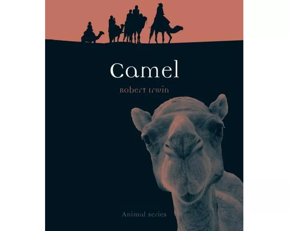 Camel