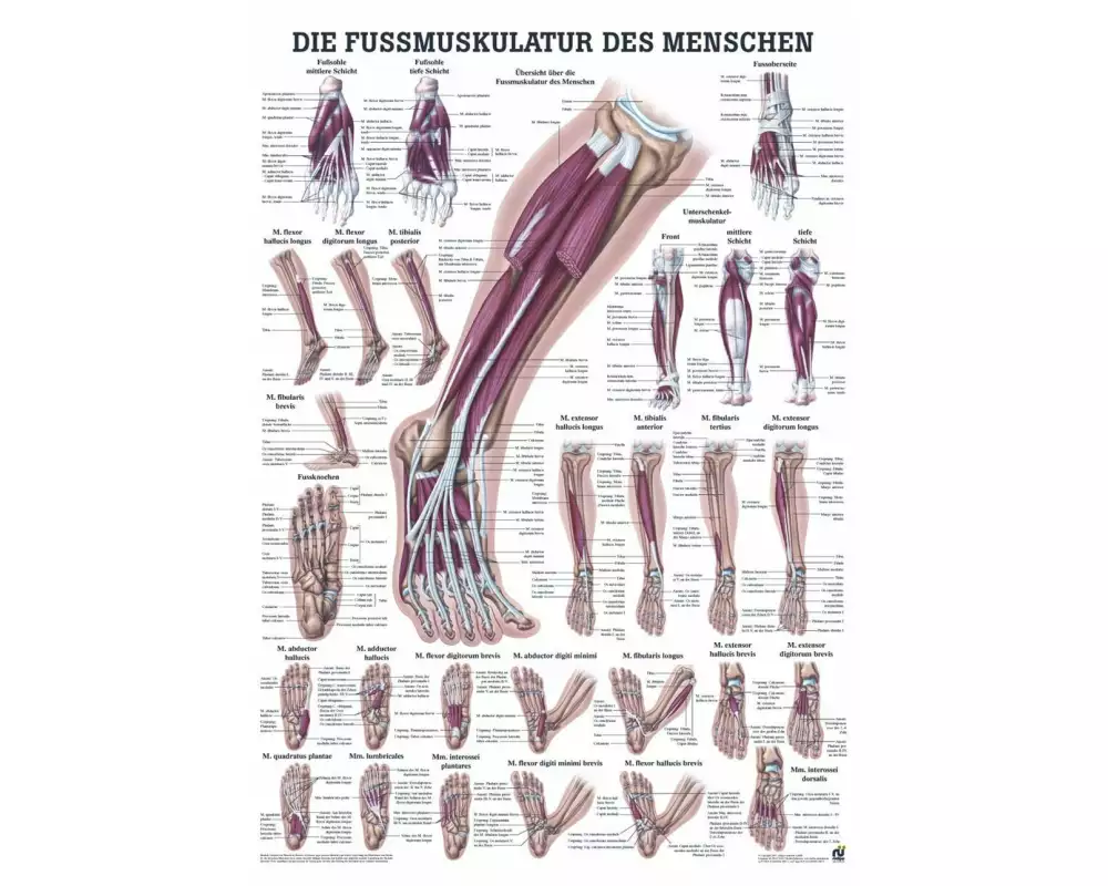 Rüdiger Anatomische Lehrtafel Fussmuskulatur