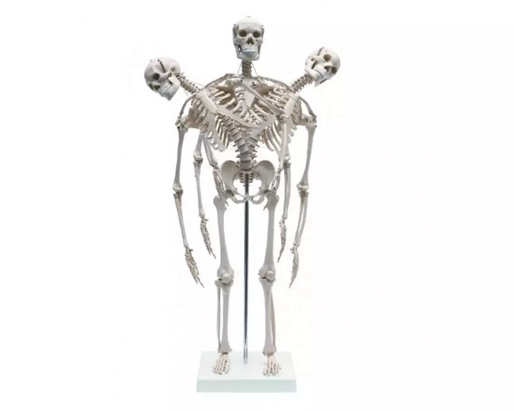 Rüdiger Mini-Skelett flexibel