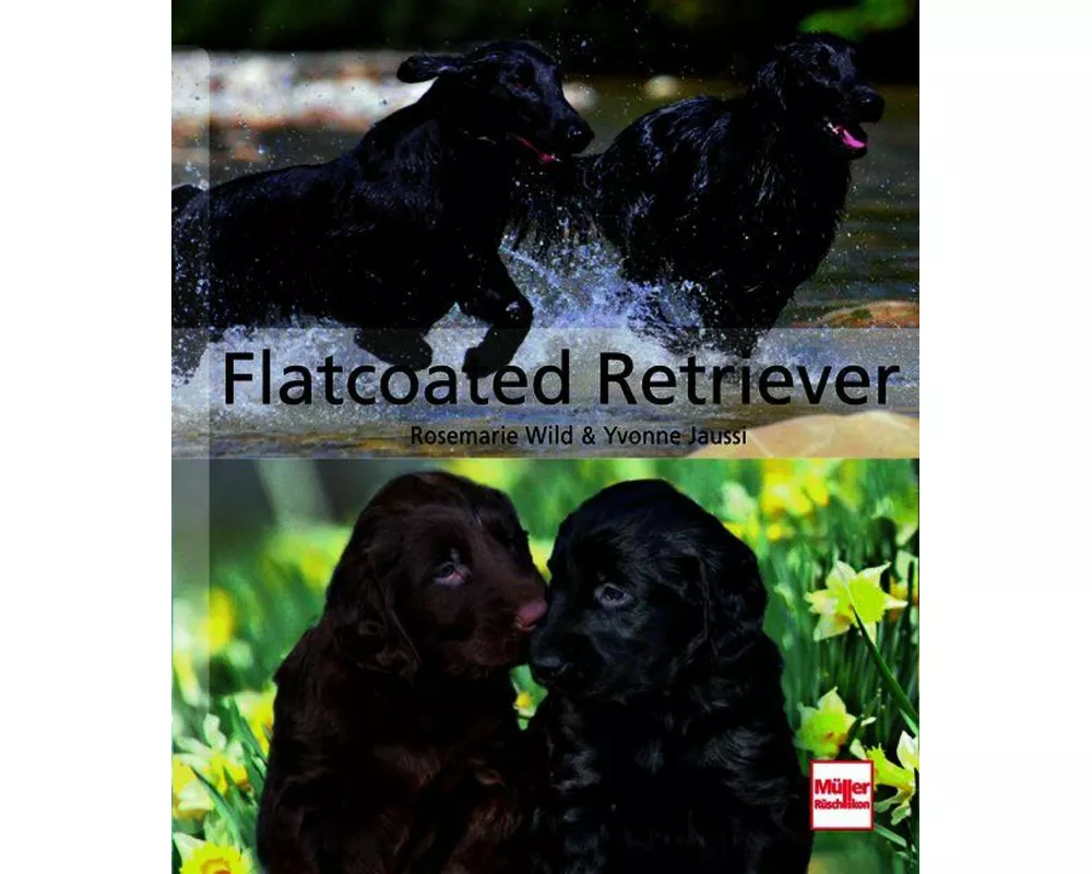Flatcoated Retriever