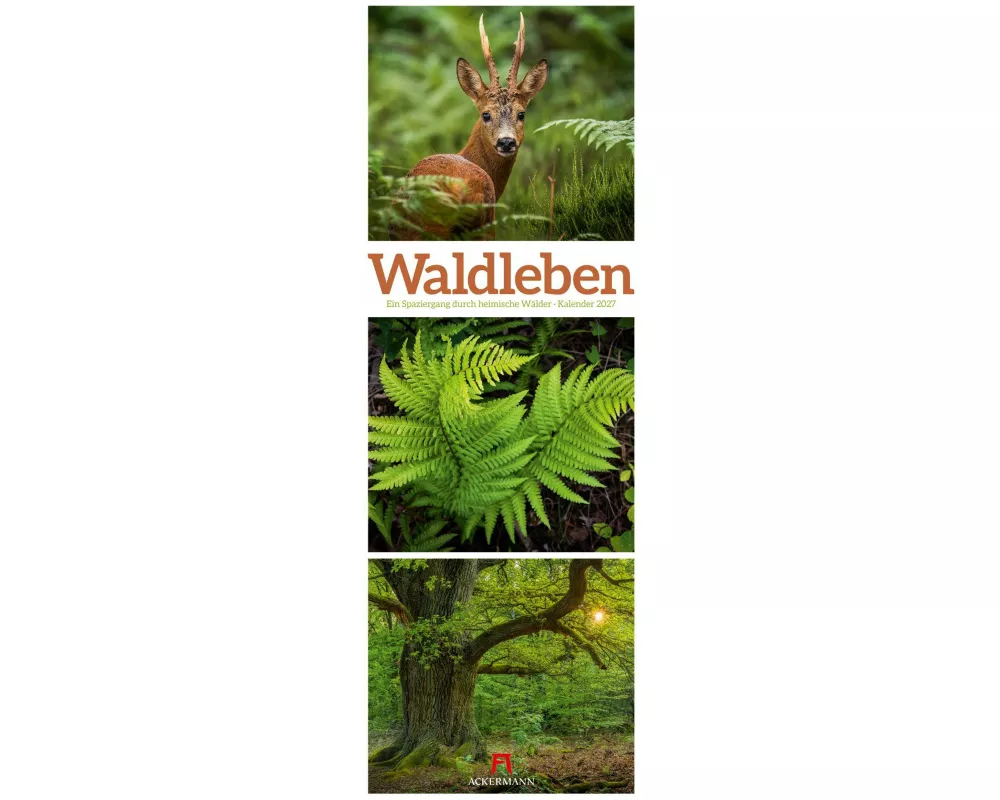 Waldleben Triplet-Kalender 2027 | Spaziergang durch heimische Wälder