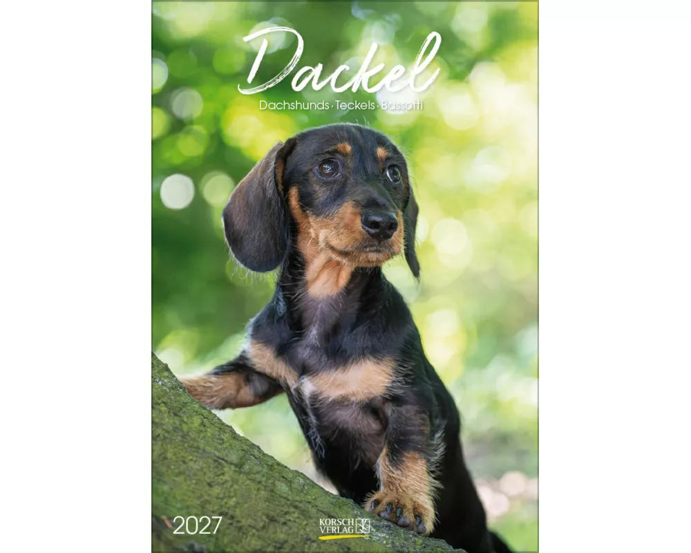Dackel 2027