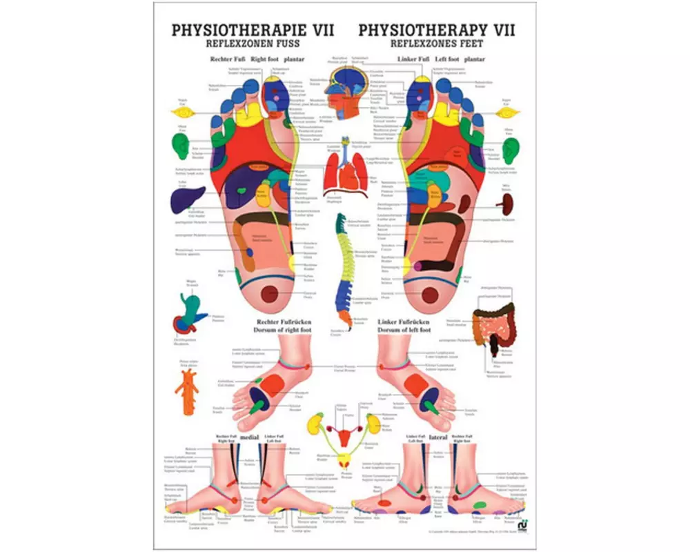 Rüdiger Anatomische Lehrtafel Reflexzonen Fuss