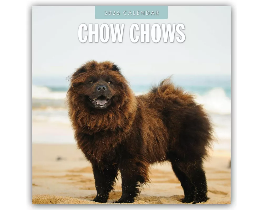 Chow Chows 2026 Square Wall Calendar