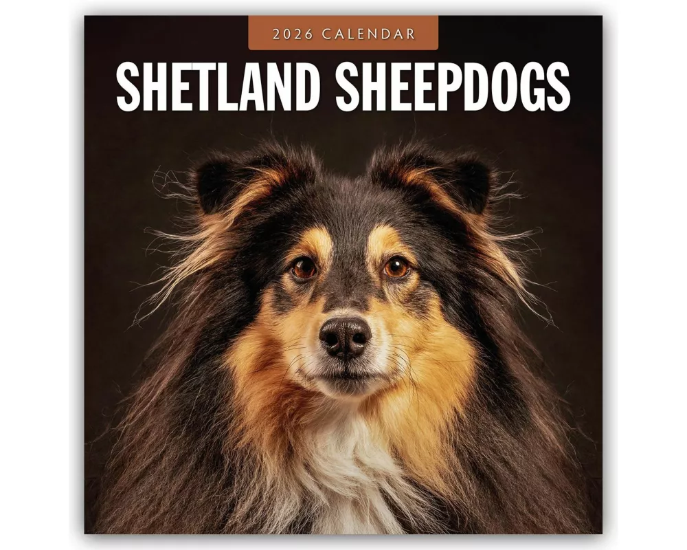 Shetland Sheepdogs 2026 Square Wall Calendar