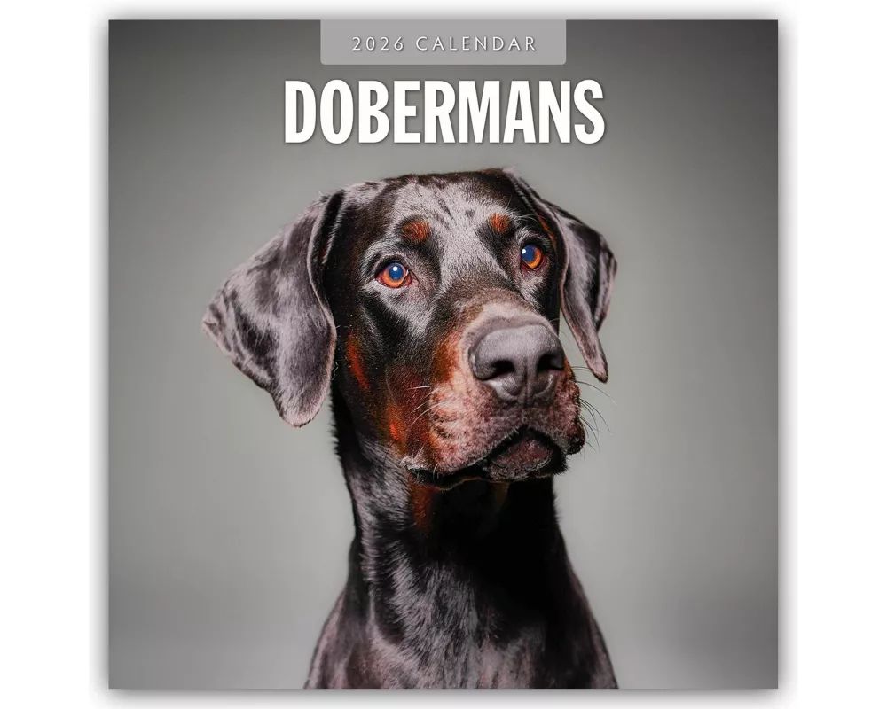 Dobermans 2026 Square Wall Calendar
