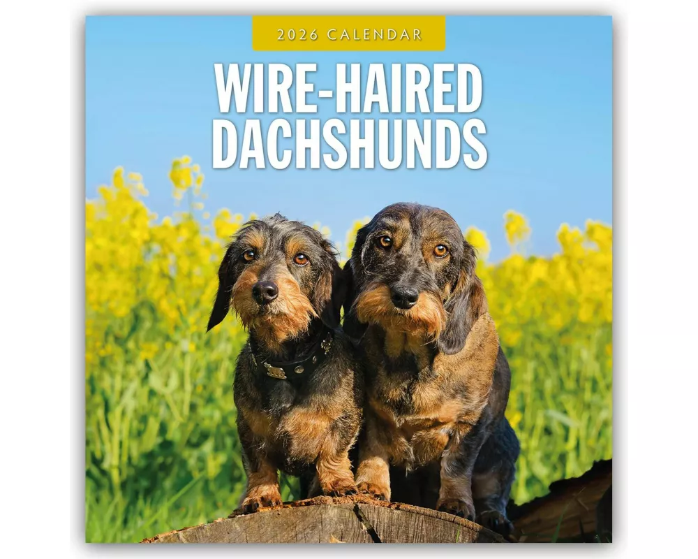 Wire-haired Dachshunds 2026 Square Wall Calendar