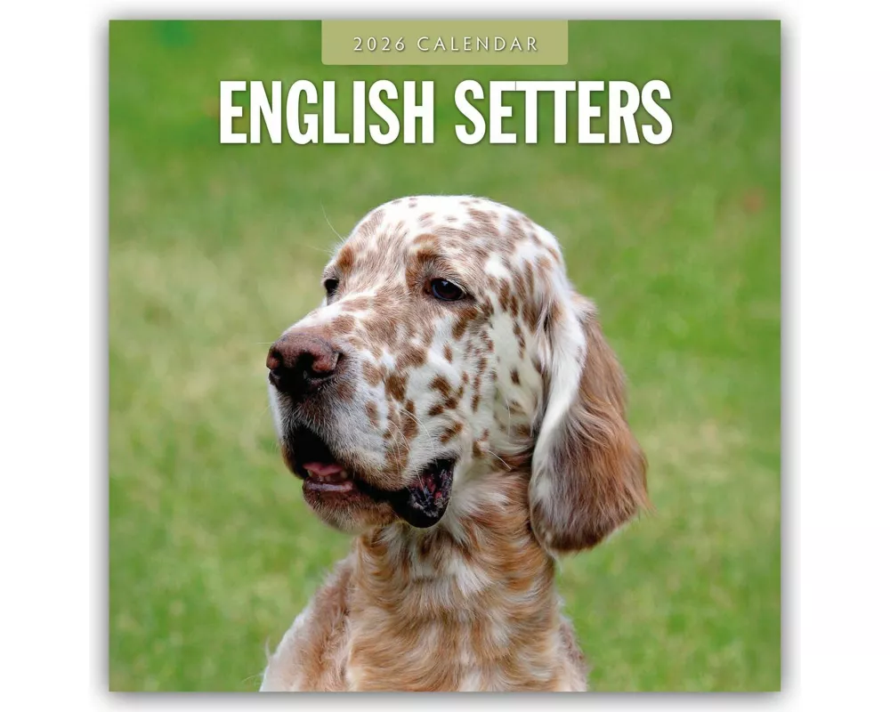 English Setters 2026 Square Wall Calendar