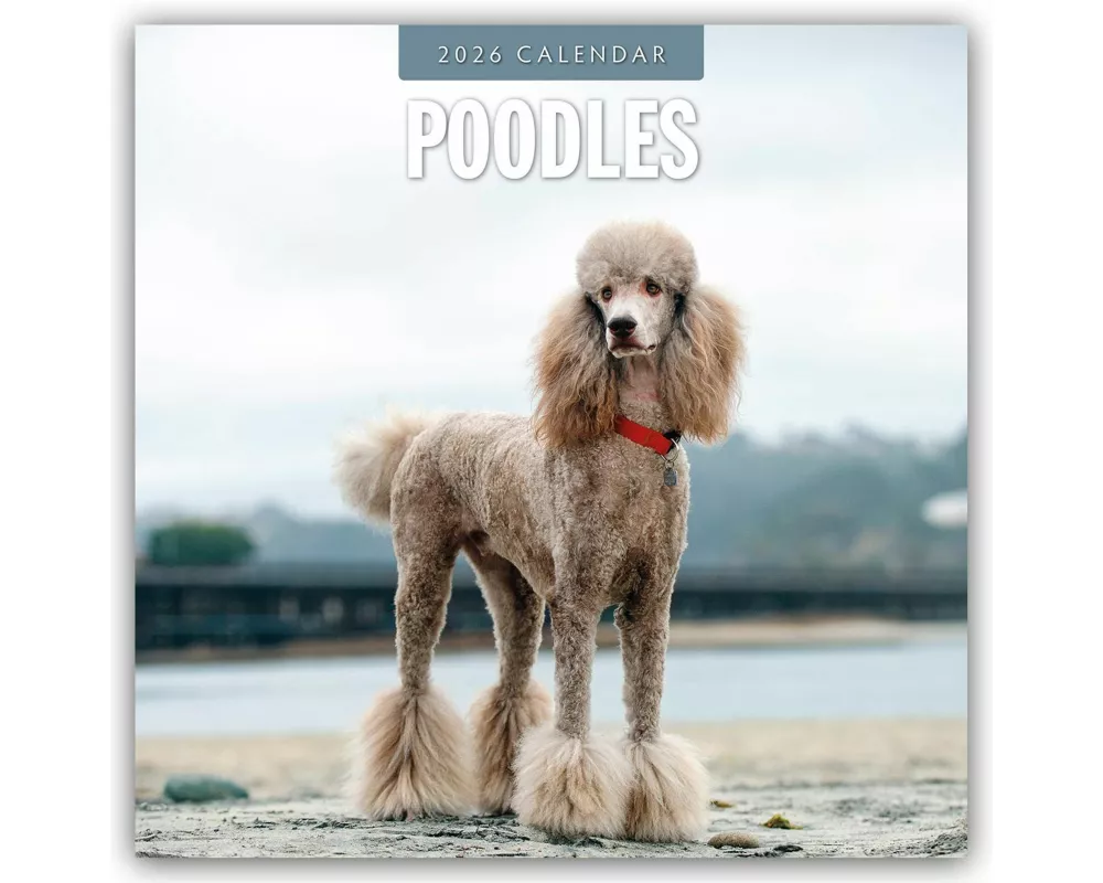 Poodles 2026 Square Wall Calendar