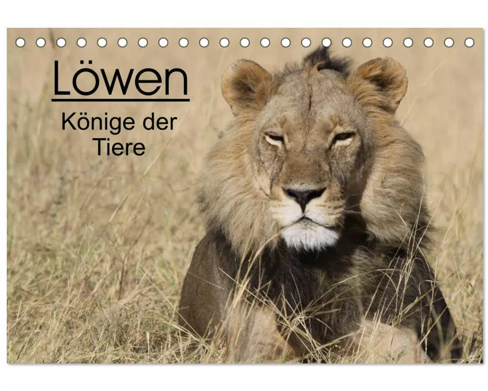 Löwen - Könige der Tiere (Tischkalender 2026 DIN A5 quer), CALVENDO Monatskalender