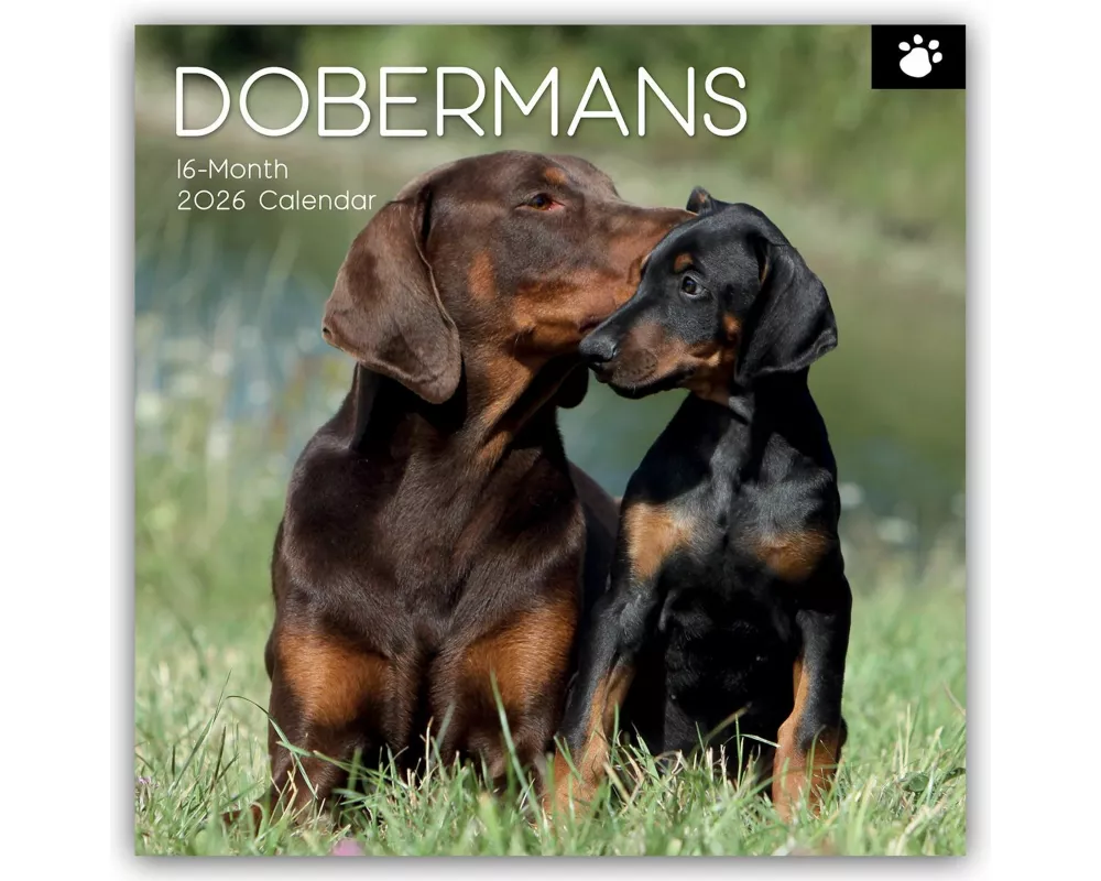 Dobermans - Dobermann 2026 - 16-Monatskalender