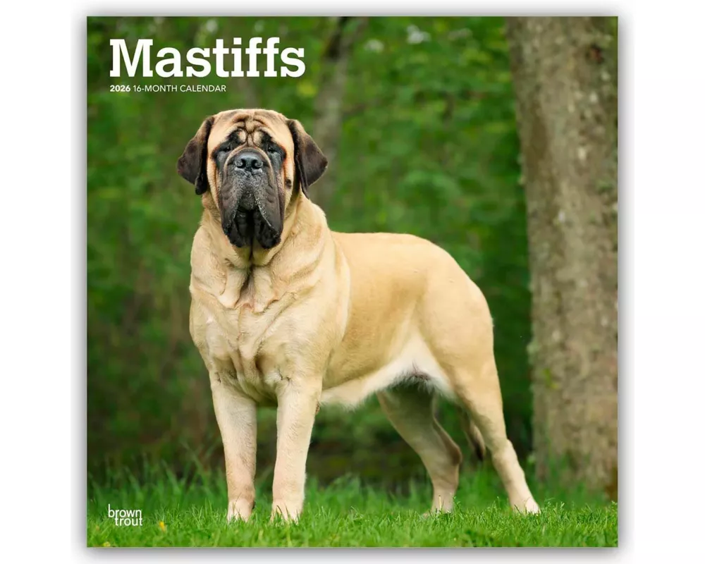 Mastiffs - Mastiff 2026 - 16-Monatskalender