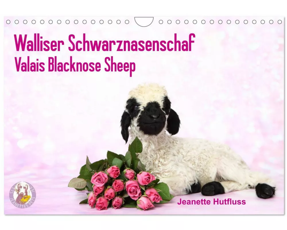 Walliser Schwarznasenschaf Valais Blacknose Sheep (Wandkalender 2026 DIN A4 quer), CALVENDO Monatskalender