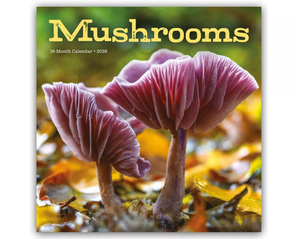 Mushrooms - Pilze 2026 - Wand-Kalender