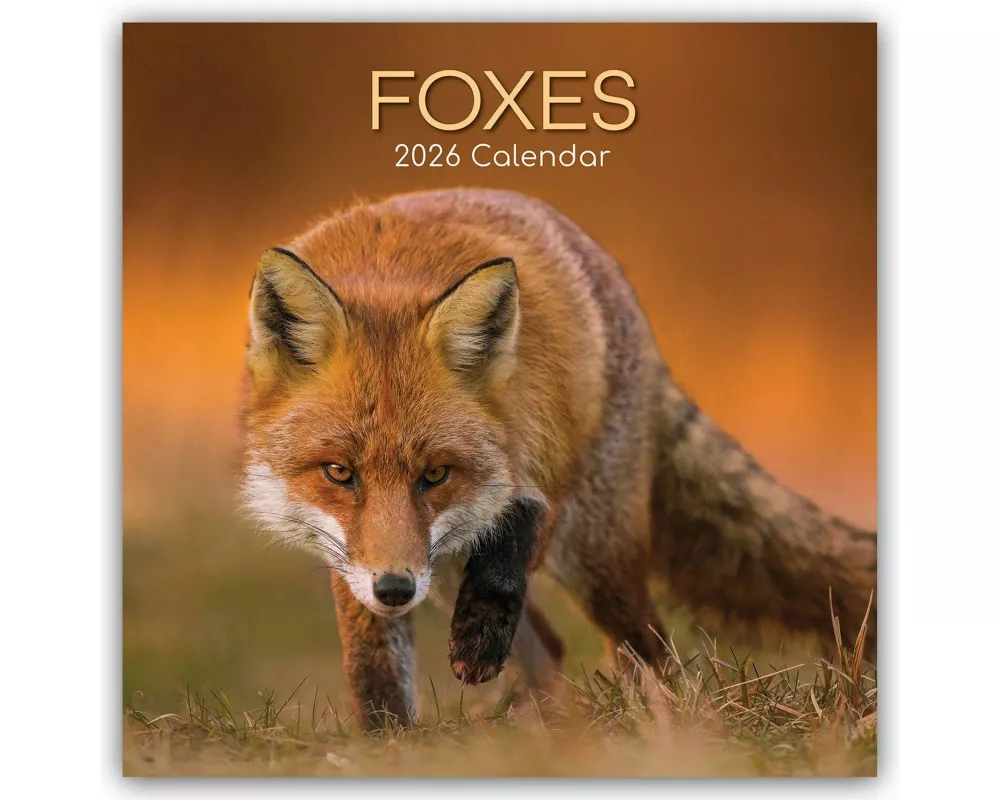 Foxes - Füchse 2026 - 16-Monatskalender