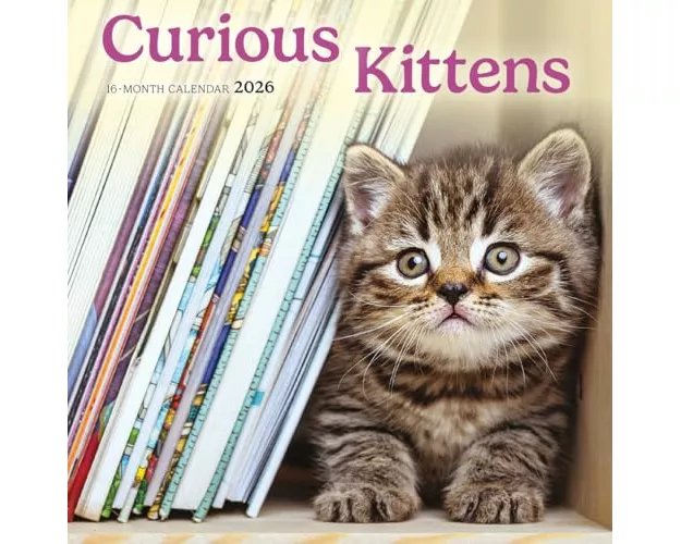 Curious Kittens