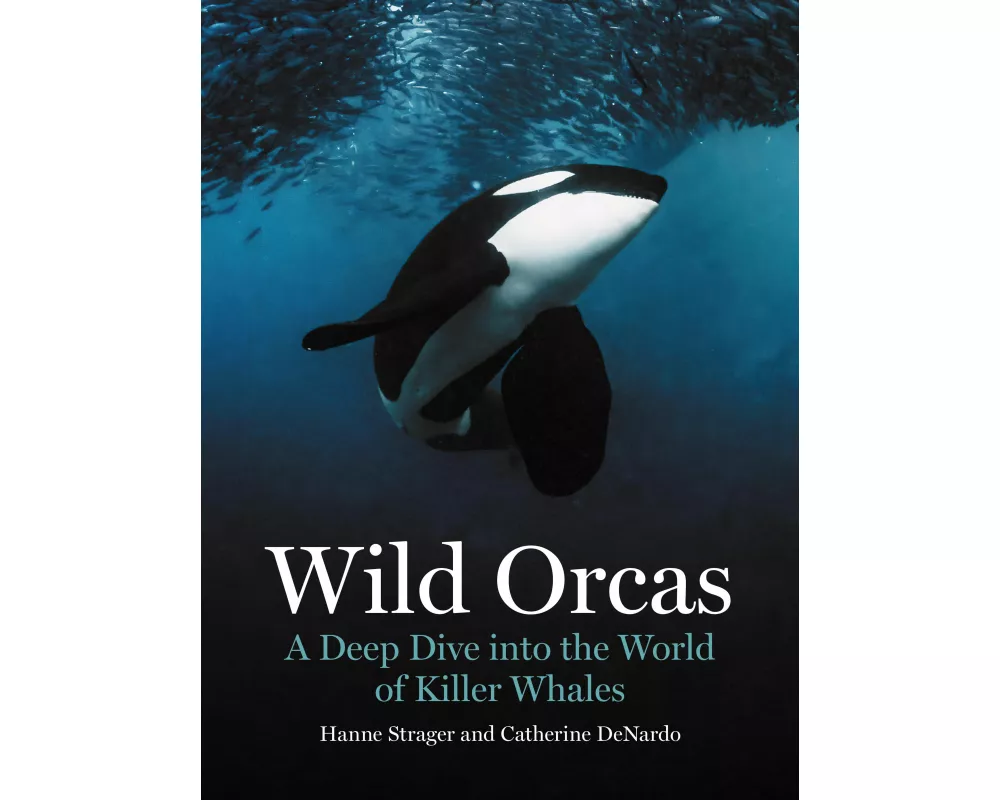 Wild Orcas