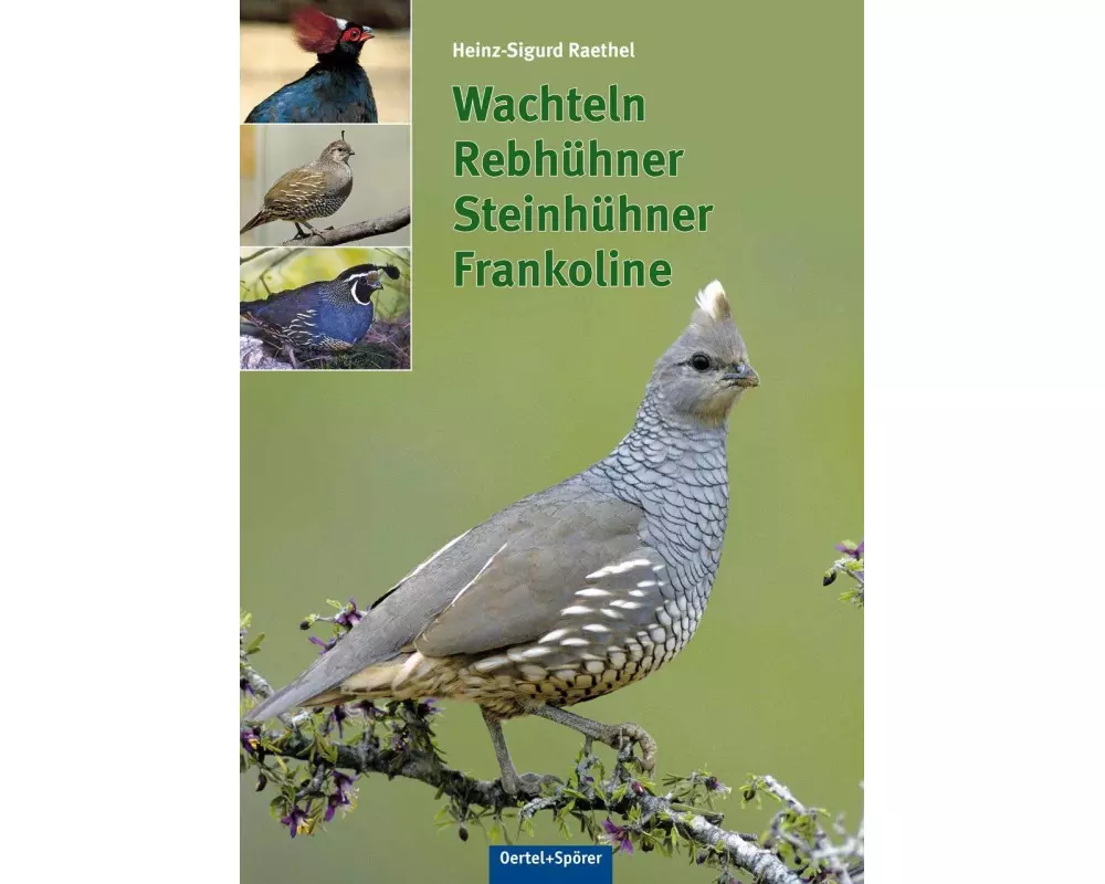 Wachteln, Rebhühner, Steinhühner, Frankoline