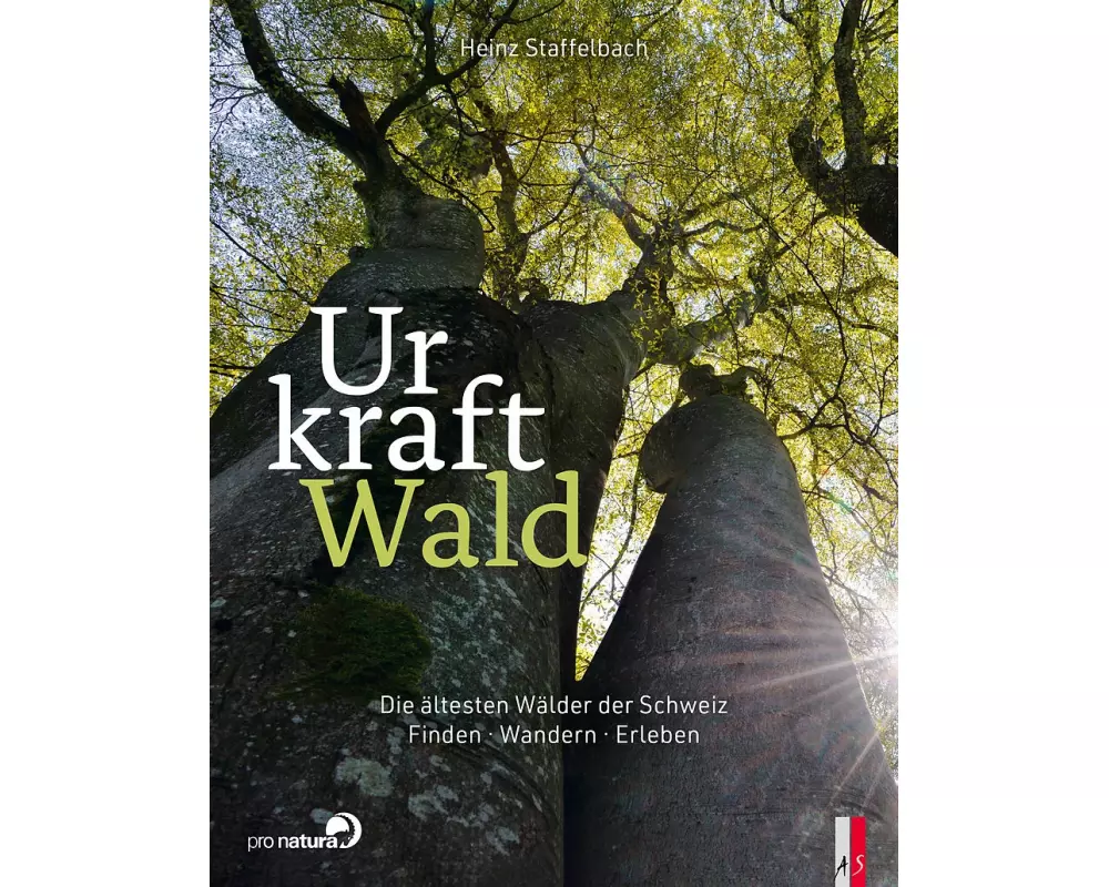 Urkraft Wald