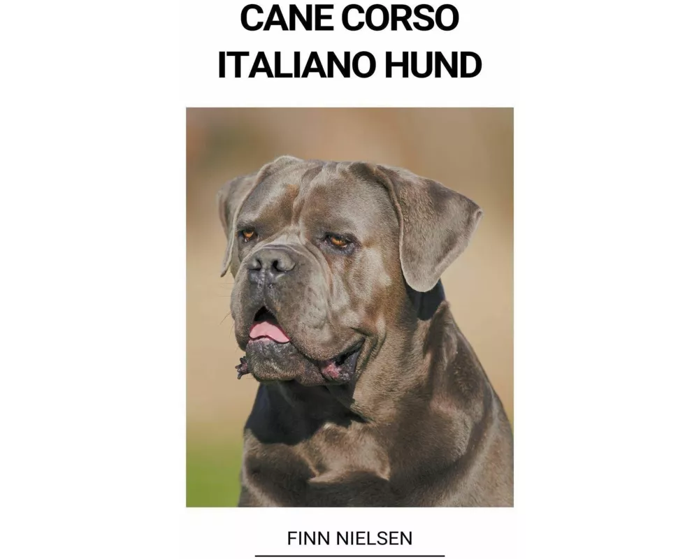 Cane Corso Italiano Hund