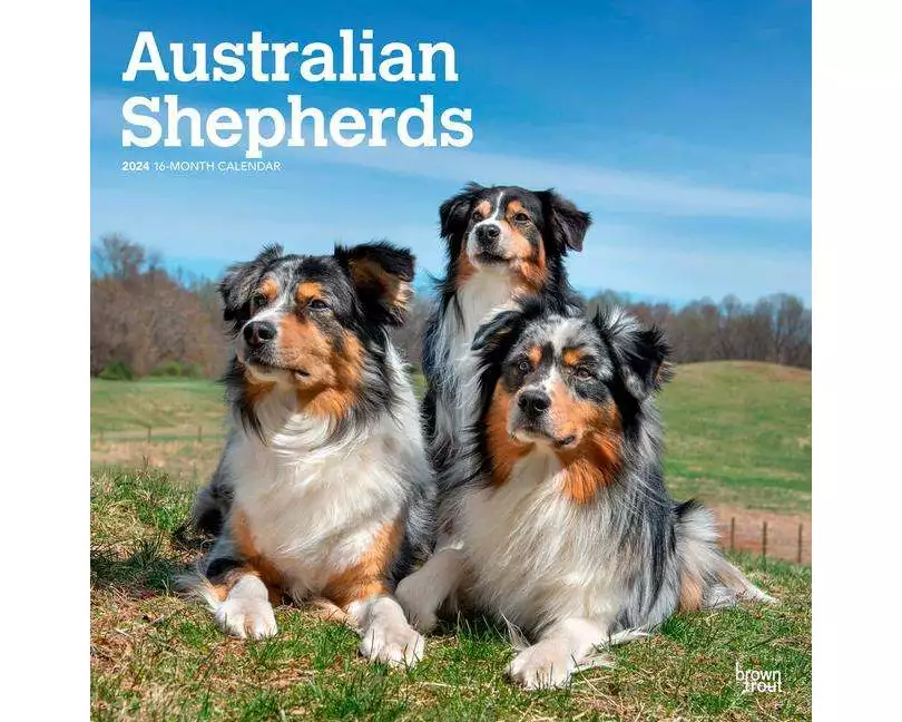 Australian Shepherds 2024 Square