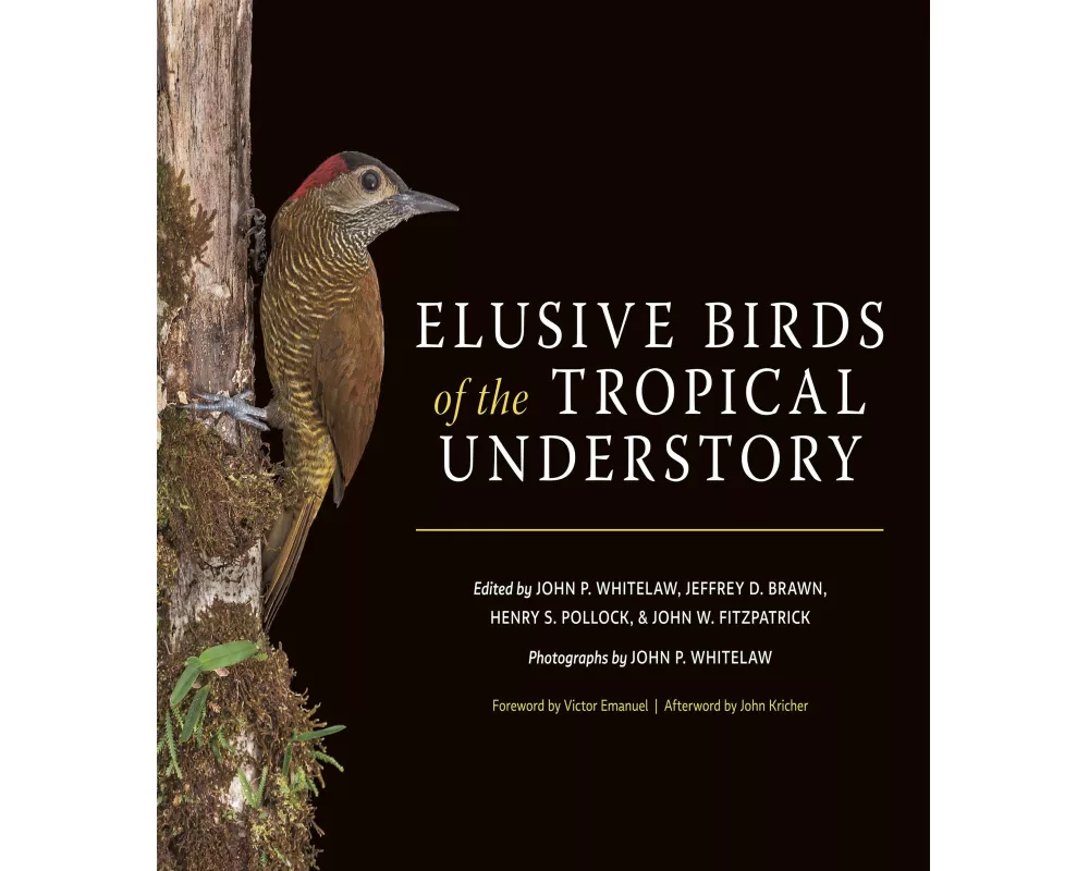 Elusive Birds of the Tropical Understory