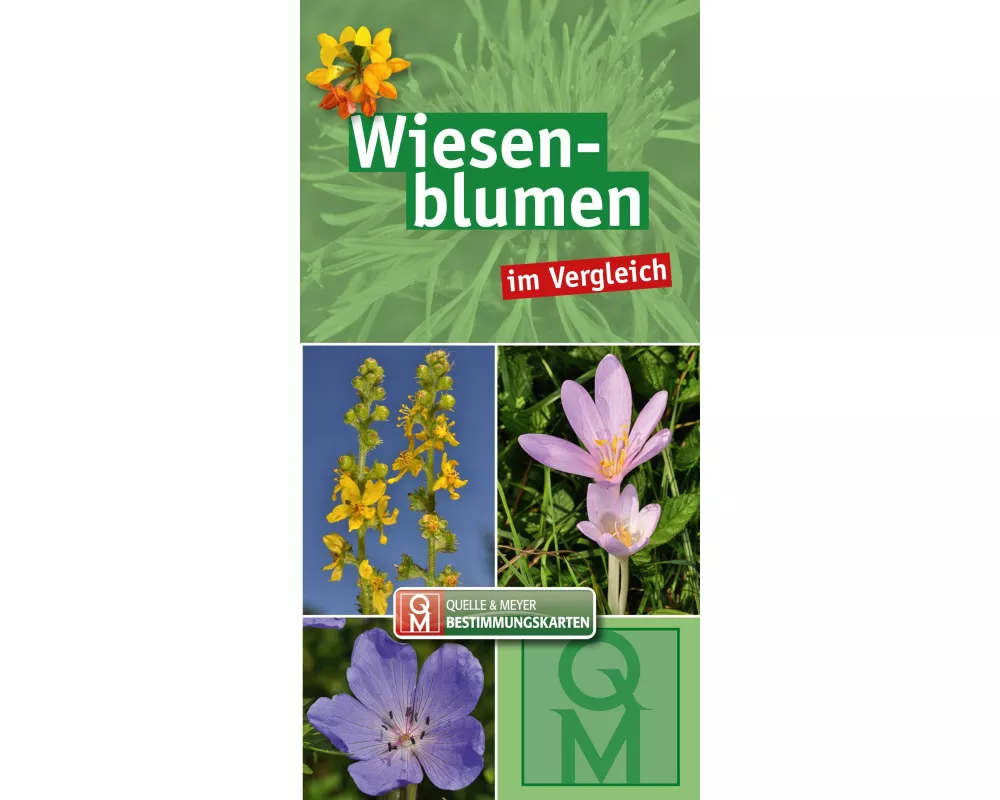 Wiesenblumen im Vergleich - 10er-Set